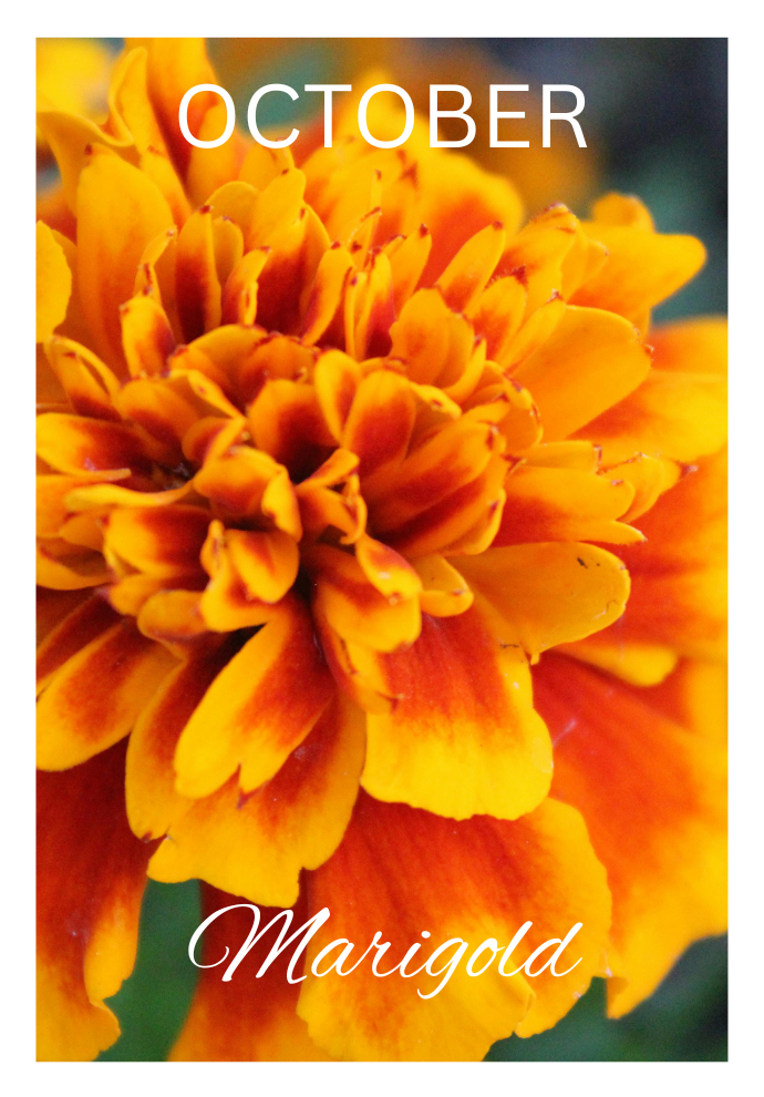 Birthday Month Flowers